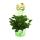 Fragrant Geranium &quot;Limone&quot; - Pelargonia odorata Hybr. 12cm Pot