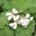 Set of 3 scented geranium - Pelargonia odorata Hybr.