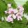Set of 3 scented geranium - Pelargonia odorata Hybr.