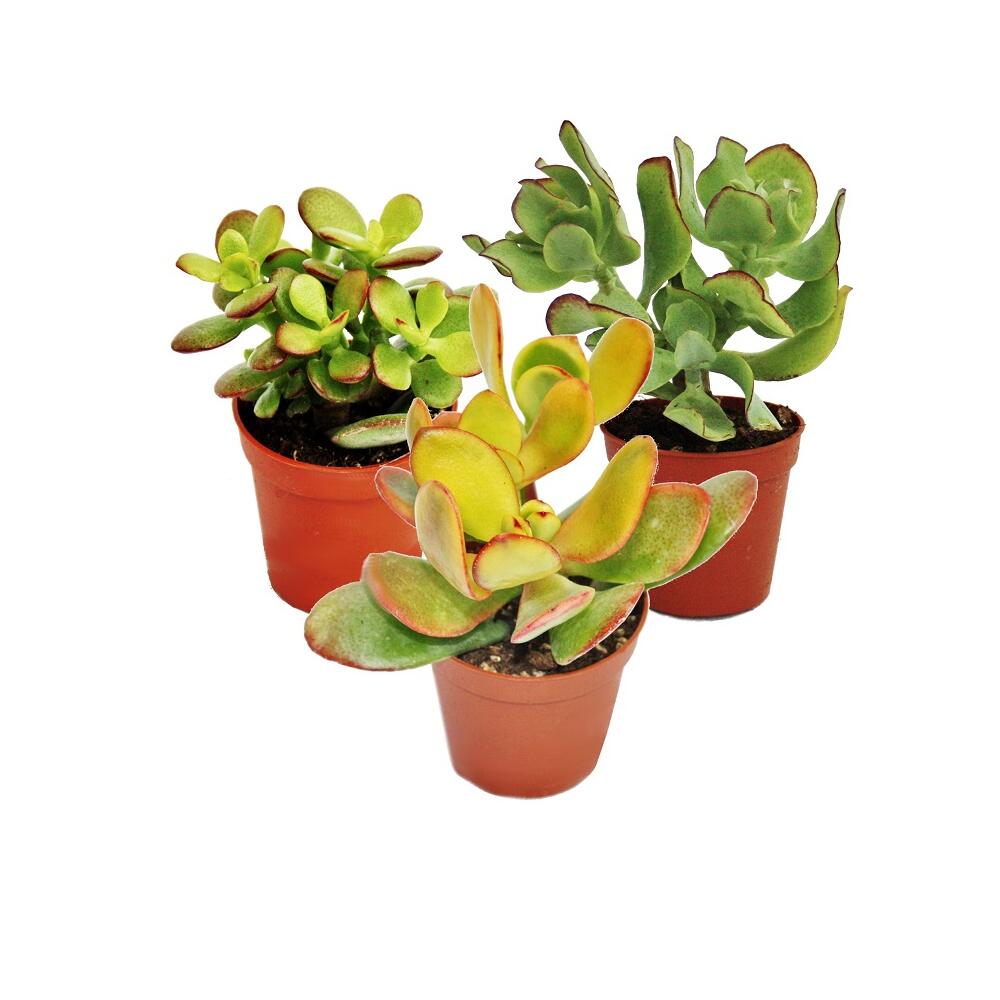 zimmerpflanzen gestell 🌱 PLANTA Pflanzkasten mit Gestell – Pflanzen mit Stil – BUTLERS main image 1