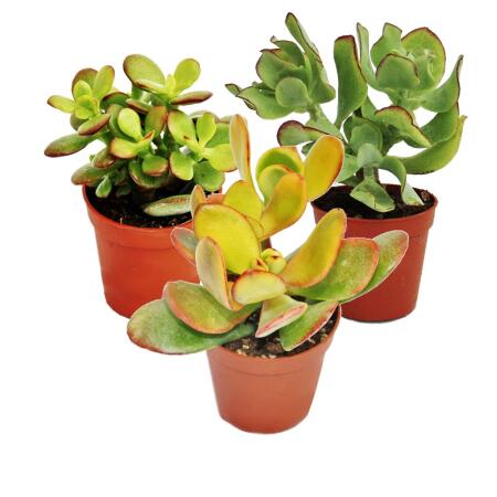 Geldbaum-Set, 3 verschiedene Crassula-Arten im 12cm Topf