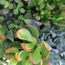 Money tree set, 3 different Crassula species in 12cm pot