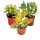 Geldbaum-Set, 3 verschiedene Crassula-Arten im 12cm Topf