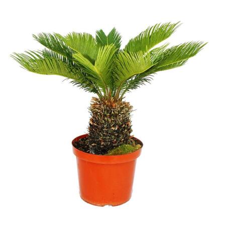 Cycas revoluta - Japanischer Palmfarn im 28cm Topf