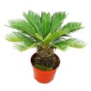 Cycas revoluta - Japanese Palm Fern - 28cm Pot