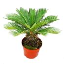 Cycas revoluta - Japanischer Palmfarn im 28cm Topf