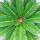 Cycas revoluta - Japanischer Palmfarn im 28cm Topf