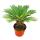 Cycas revoluta - Japanese Palm Fern - 28cm Pot