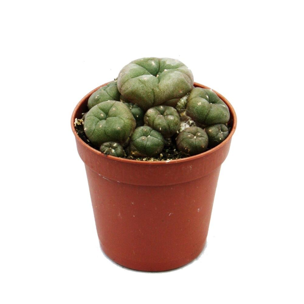 Lophophora williamsii - Peyote - Peyotl cactus - flowering, 5,5cm pot