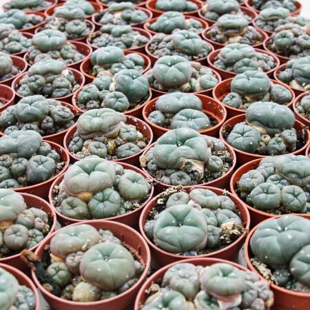 Lophophora williamsii - Peyote - Peyotl cactus - flowering, 5,5cm pot