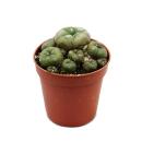 Lophophora williamsii - Peyote - Cactus peyotl -...