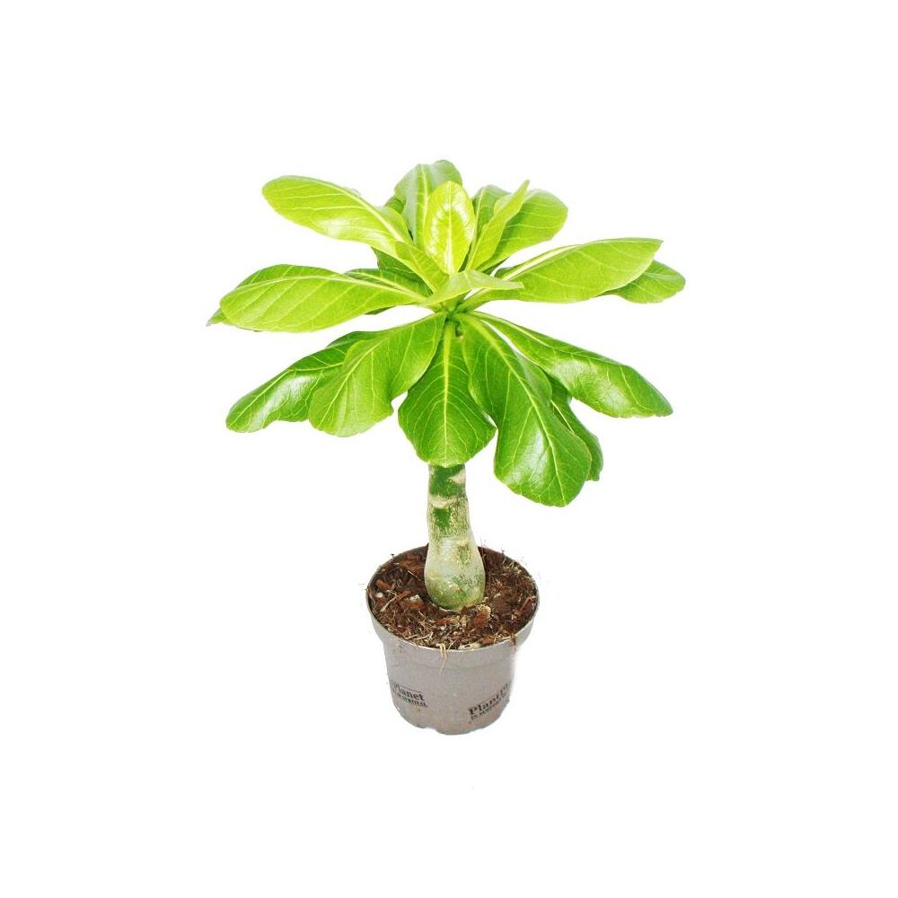 Hawaii-Palm - Brighamia insignis