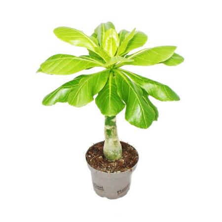 Hawaii-Palme -Brighamia insignis