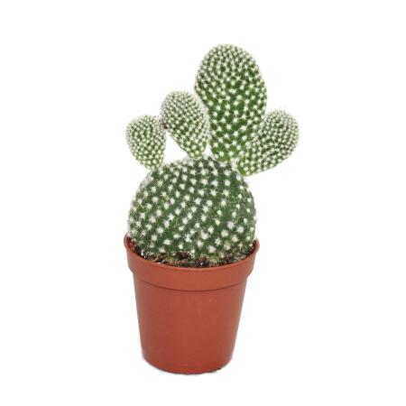 Opuntia microdasys albata - Cactus à épines blanches - en pot de 5,5 cm