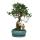 Figuier chinois Bonsa&iuml; - Ficus retusa - ca. 8 ans