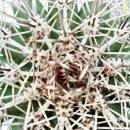 Pachycereus pringley - petite plante en pot de 5,5 cm