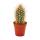 Pachycereus pringley - petite plante en pot de 5,5 cm