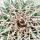Pachycereus pringley - petite plante en pot de 5,5 cm
