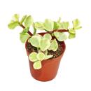 Portulacaria afra var. - Jade tree - small plant in 5.5cm...