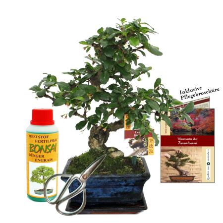 Geschenkset Bonsai "Carmona" - Fukientee - ca. 6 Jahre alt - Anfänger-Set