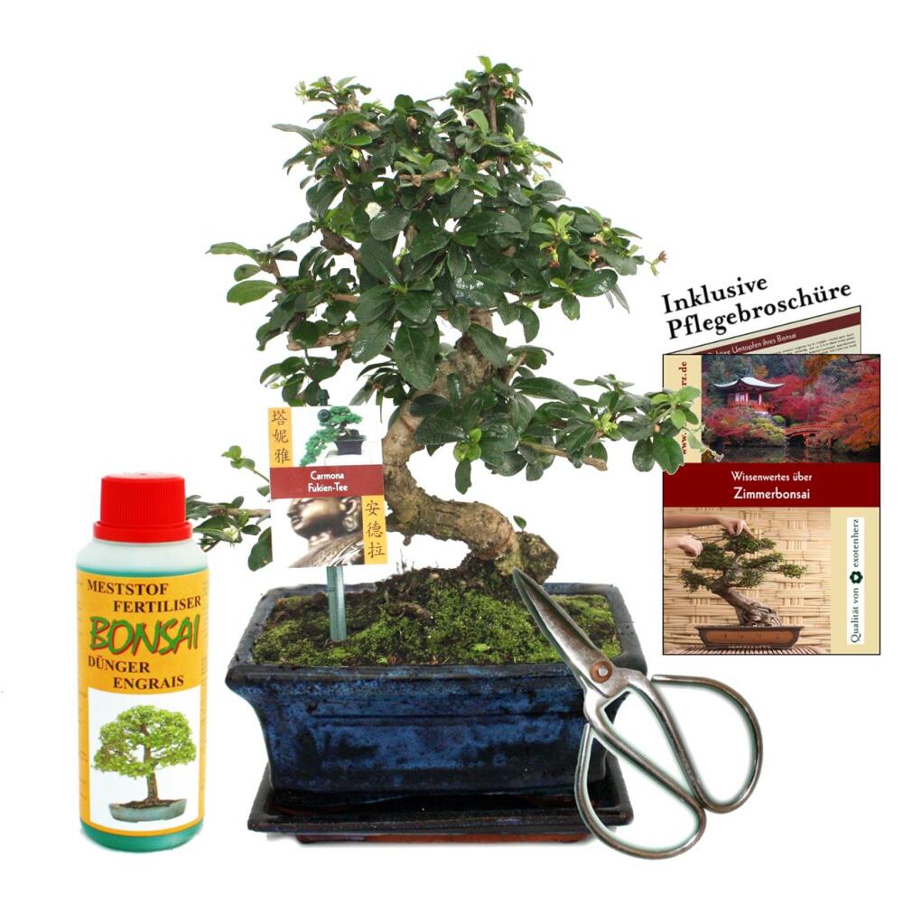 Geschenkset Bonsai "Carmona" - Fukientee - ca. 8 Jahre alt - Anfnger