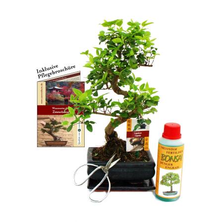 Bonsai - Ligustrum - Chinese privet