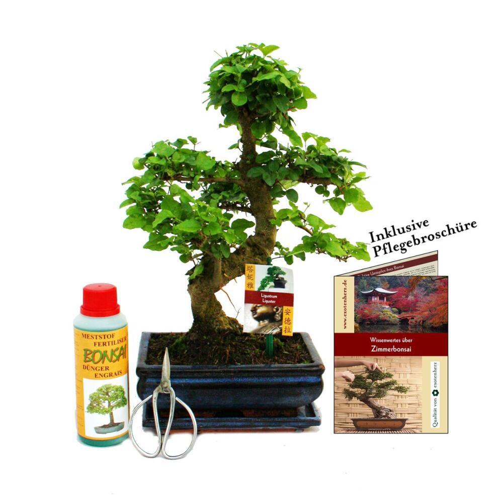 Gift Set Bonsai - Ligustrum - Chinese