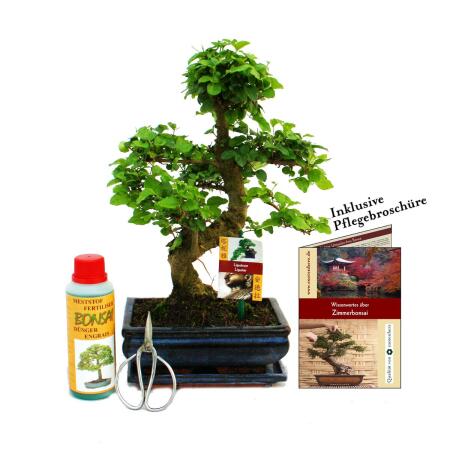 Geschenkset Bonsai "Ligustrum" - Chinesischer Liguster - ca. 8 Jahre alt - Anfänger-Set