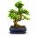 Coffret Bonsaï Bonsaï "Ligustrum" - Troène de Chine - ca. 8 ans - set débutant