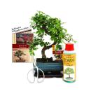 Gift set Bonsai &quot;Ulmus&quot; - Chinese elm - approx. 6 years old - beginner set
