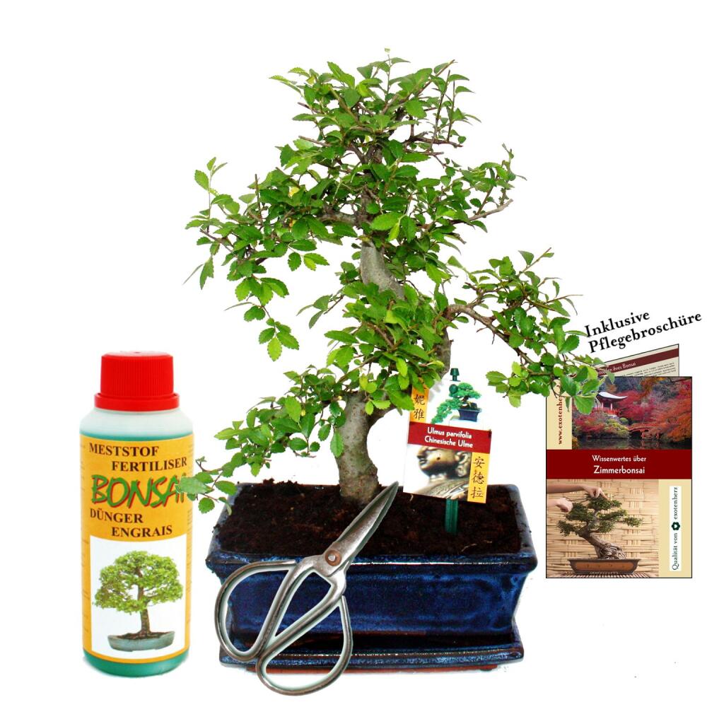 Gift set Bonsai "Ulmus" - Chinese elm - approx. 8 years old - beginner set