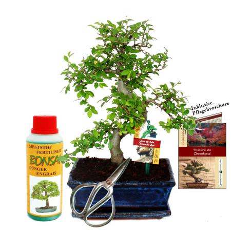 Gift set Bonsai &quot;Ulmus&quot; - Chinese elm - approx. 8 years old - beginner set