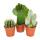 3 different larger cacti in a set, 12cm pot, approx. 15-28cm high