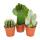 3 different larger cacti in a set, 12cm pot, approx. 15-28cm high