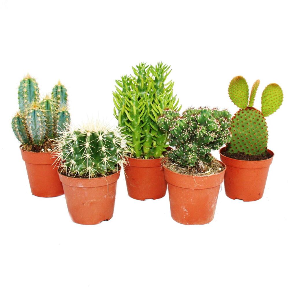 5 different mediumsized cacti in the set, 8.5 cm of pot, approx. 12