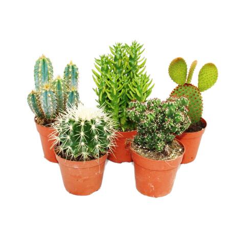 Collection of Different Cacti in Different Pots. Generative AI Stock