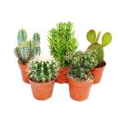 5 different medium-sized cacti in the set, 8.5 cm of pot,...