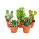 5 cactus différents de taille moyenne dans un ensemble, pot de 8,5cm, env. 12-18cm de haut