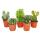 5 cactus différents de taille moyenne dans un ensemble, pot de 8,5cm, env. 12-18cm de haut