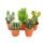 5 different medium-sized cacti in the set, 8.5 cm of pot, approx. 12-18cm high