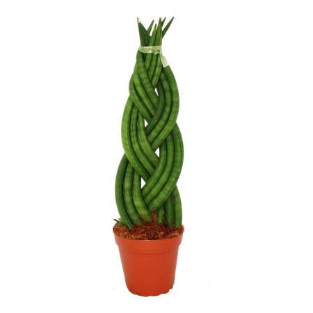 Sansevieria cylindrica "Twister", geflochten, Bogenhanf, Schwiegermutterzunge