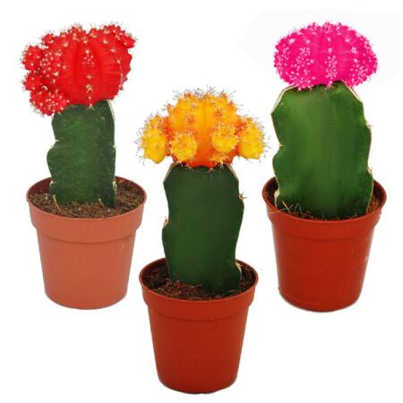 Dovelll 1 Stück Mini Kaktus Mit Roter Blume Künstliche Cactus Pflanze In  Keramik Töpfe Gepflanzt, Gefälschte Sukkulenten In Töpfen, Künstlich Dekoration  Kaktus Kleine Kunstpflanzen Für Heimdekoration Im Büro Regal