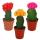 3 different colored cacti in a set, 5,5cm pot, ca. 10-12cm high