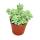 Sedum Morganianum Burritum - Balan&ccedil;oire Singe - Pot de 5,5 cm