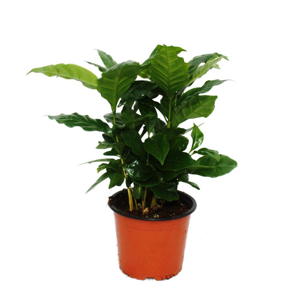 Coffee Plant (Coffea arabica) 1 Plant Houseplant