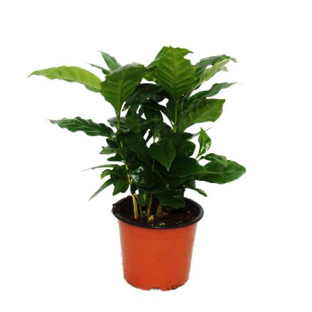 Coffee Plant (Coffea arabica) - 1 Plant - Houseplant