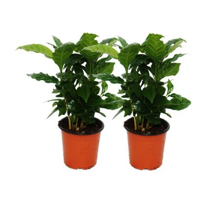 Kaffee Pflanze (Coffea arabica) 2 Pflanze - Zimmerpflanze