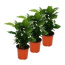 Coffee Plant (Coffea arabica) - 3 Plant - Houseplant