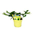 Kaffir lime - Citrus hystrix - 1 plant - Kaffir lime...
