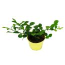 Kaffir lime - Citrus hystrix - 1 plant - Kaffir lime spice plant